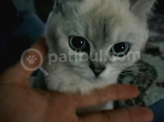 British Shorthair Blue Point görsel