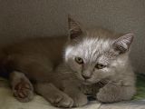 British Shorthair 3 Aylık Eşyalarıyla Birlikte
