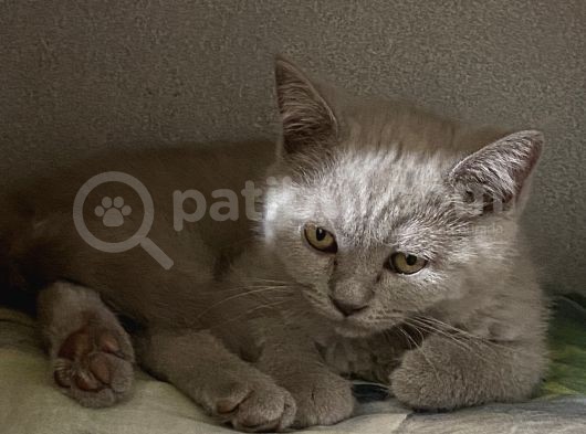 British Shorthair 3 Aylık Eşyalarıyla Birlikte