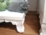 Yavru Erkek Scottish Fold