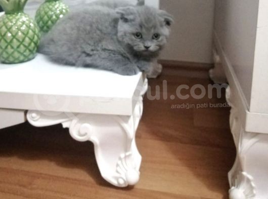 Yavru Erkek Scottish Fold