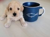 Dünyalar Tatlisi Orjinal Malti̇poolar