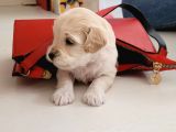 Dünyalar Tatlisi Orjinal Malti̇poolar