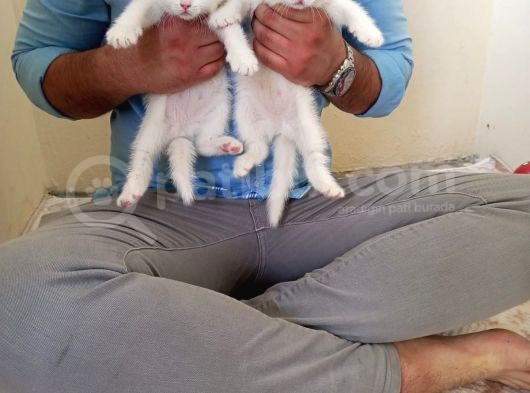 A Kali̇te Bri̇ti̇shler görsel