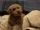 3,5 Aylik Erkek Toy Poodle