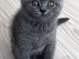 Safkan Ayı Surat Erkek British Shorthair