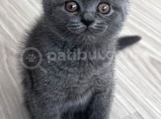 Safkan Ayı Surat Erkek British Shorthair