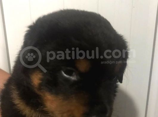 Rottwei̇ler Yavrulari̇mi̇z görsel