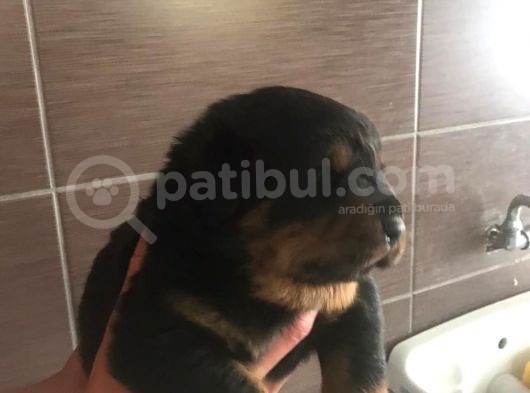 Rottwei̇ler Yavrulari̇mi̇z görsel
