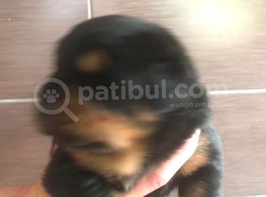 Rottwei̇ler Yavrulari̇mi̇z