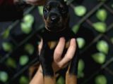 Ki̇ng Doberman