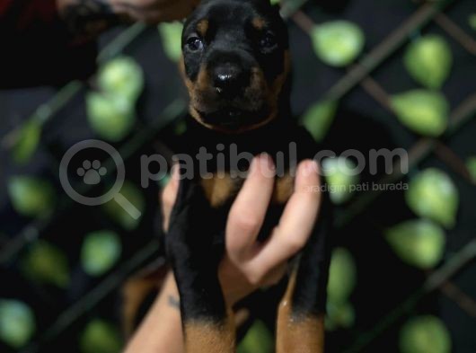 Ki̇ng Doberman görsel