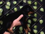 Ki̇ng Doberman