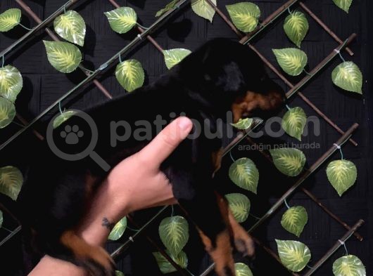 Ki̇ng Doberman görsel
