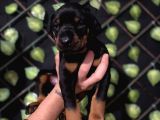 Ki̇ng Doberman