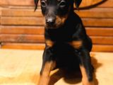 Ki̇ng Doberman