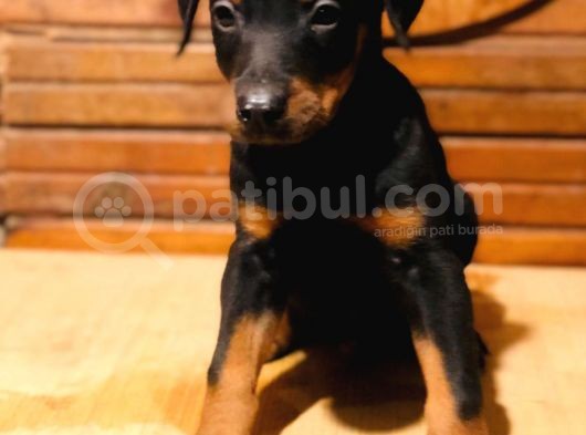 Ki̇ng Doberman görsel