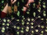 Ki̇ng Doberman