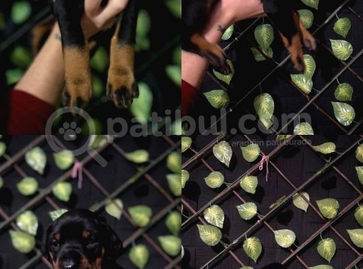 Ki̇ng Doberman