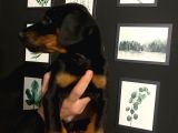 Ki̇ng Doberman