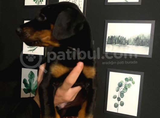 Ki̇ng Doberman görsel