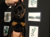 Ki̇ng Doberman