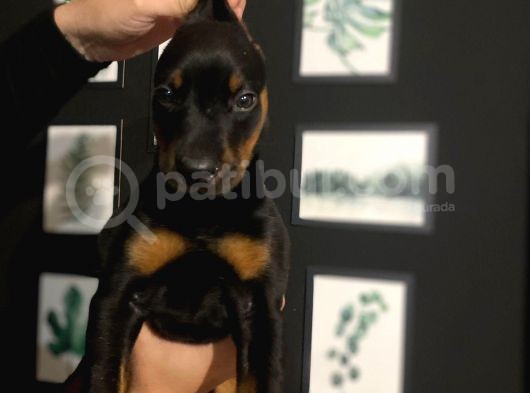 Ki̇ng Doberman görsel
