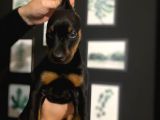 Ki̇ng Doberman