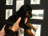 Ki̇ng Doberman