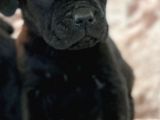 Cane Corso Yavrulari̇mi̇z