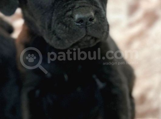 Cane Corso Yavrulari̇mi̇z görsel
