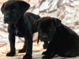 Cane Corso Yavrulari̇mi̇z