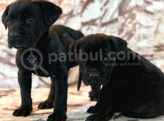 Cane Corso Yavrulari̇mi̇z görsel