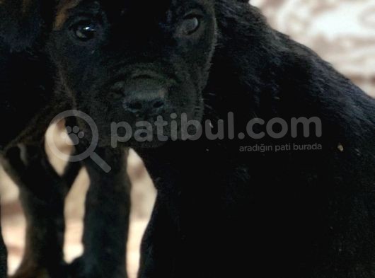 Cane Corso Yavrulari̇mi̇z görsel