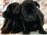 Cane Corso Yavrulari̇mi̇z