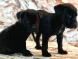 Cane Corso Yavrulari̇mi̇z
