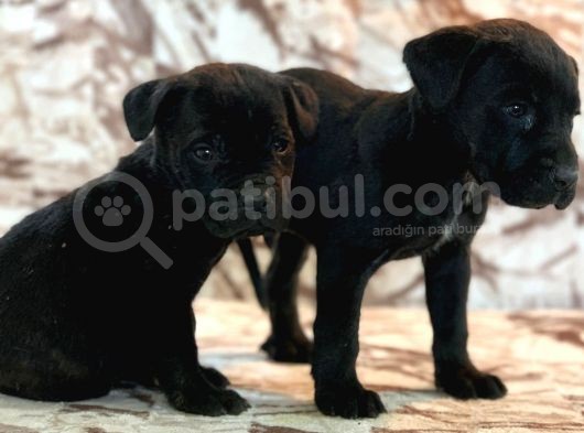 Cane Corso Yavrulari̇mi̇z görsel