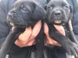 Cane Corso Yavrulari̇mi̇z