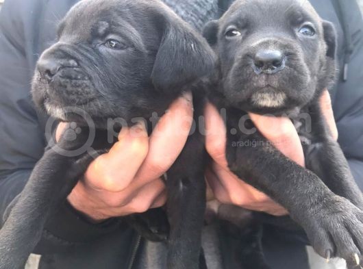 Cane Corso Yavrulari̇mi̇z görsel