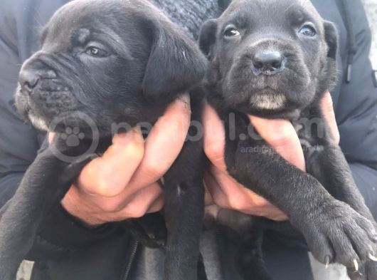 Cane Corso Yavrulari̇mi̇z görsel
