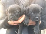 Cane Corso Yavrulari̇mi̇z