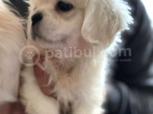 Peki̇nez Yavrular görsel