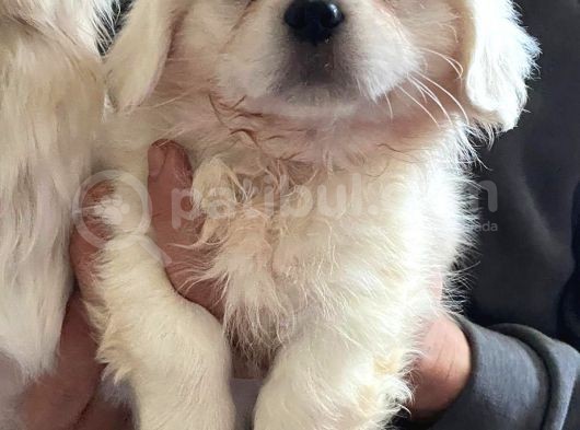 Peki̇nez Yavrular görsel