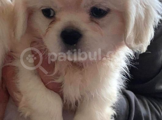 Peki̇nez Yavrular görsel