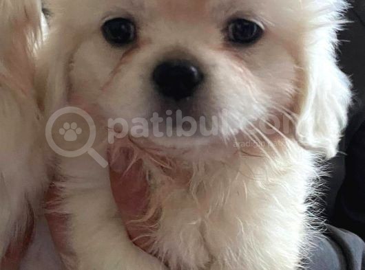 Peki̇nez Yavrular görsel