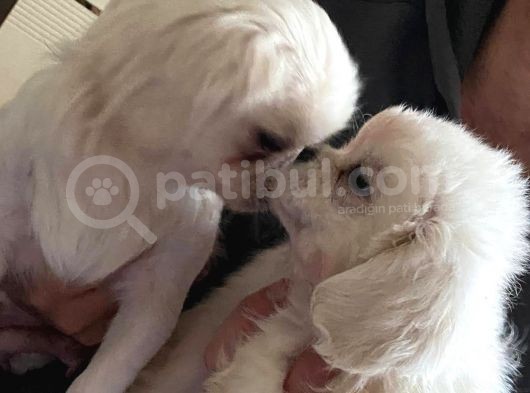 Peki̇nez Yavrular görsel