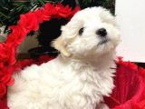 Maltese Yavrulari̇mi̇z