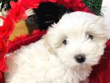 Maltese Yavrulari̇mi̇z