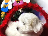 Maltese Yavrulari̇mi̇z