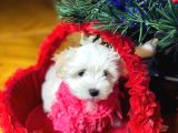 Maltese Yavrulari̇mi̇z
